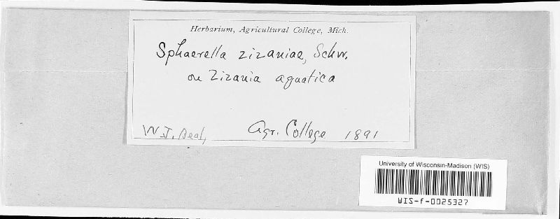 Mycosphaerella zizaniae image