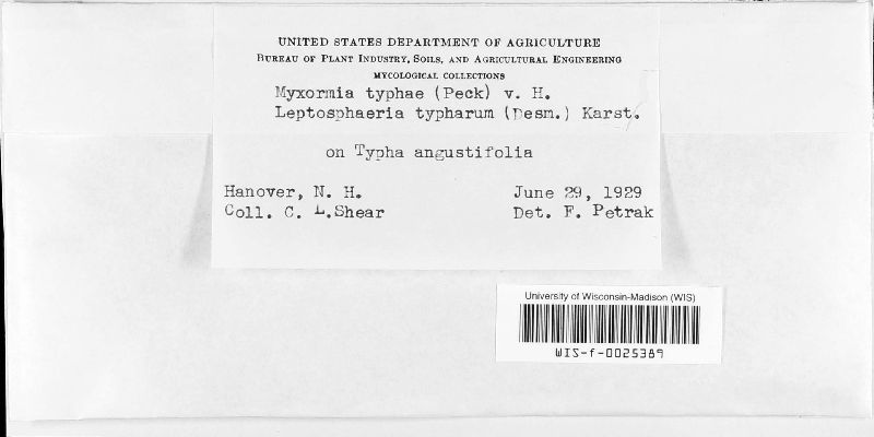 Hymenopsis typhae image