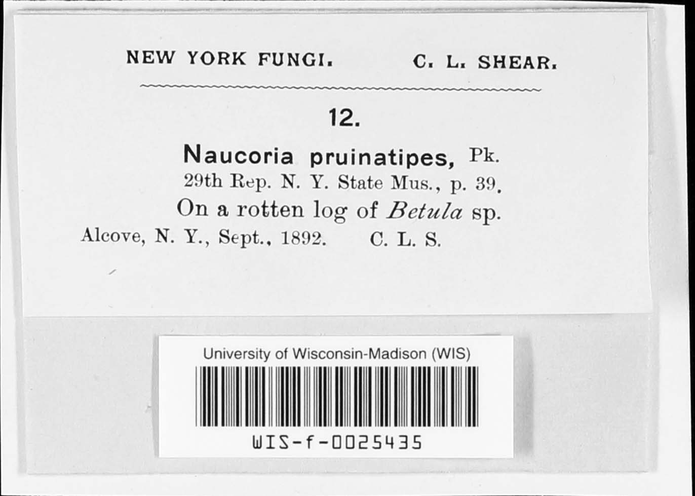 Naucoria pruinatipes image