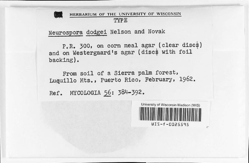 Neurospora dodgei image