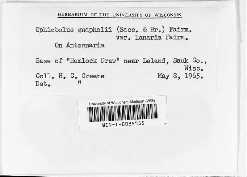Ophiobolus gnaphalii var. lanaria image
