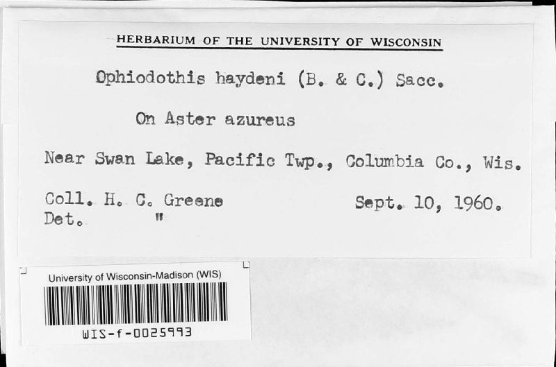 Guignardia haydenii image