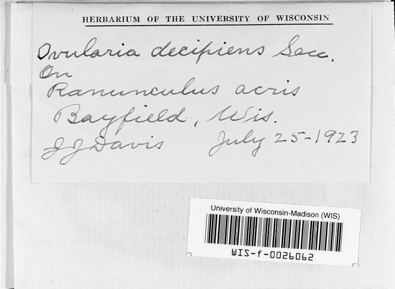 Ovularia decipiens image