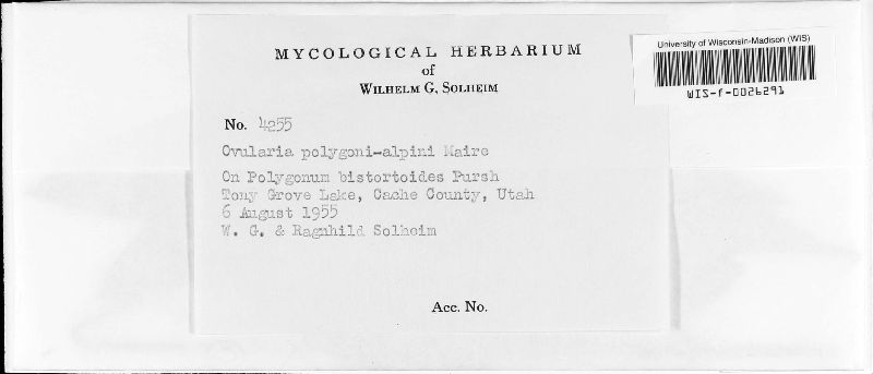 Ovularia polygoni-alpini image