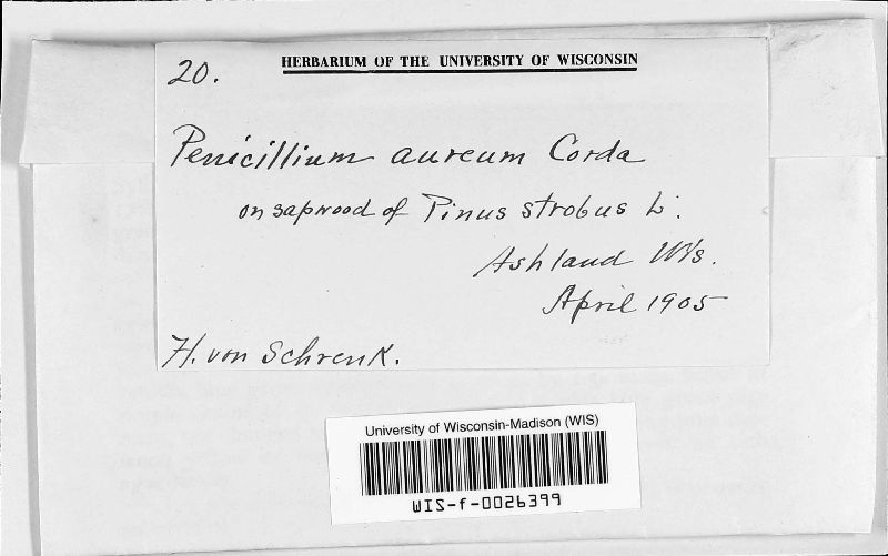 Penicillium aureum image