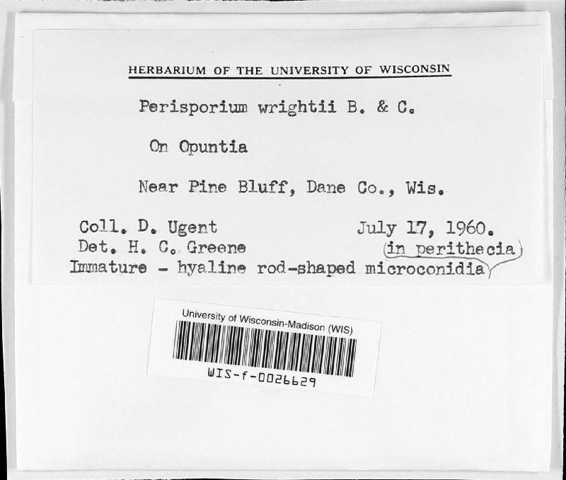 Perisporium wrightii image