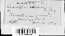 Peronospora alsinearum image