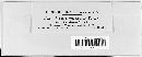 Peronospora arthuri image