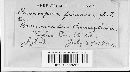 Peronospora ficariae image