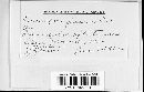 Peronospora ficariae image