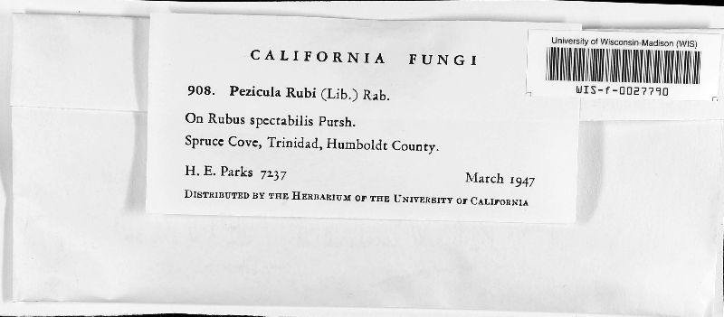 Pezicula rubi image