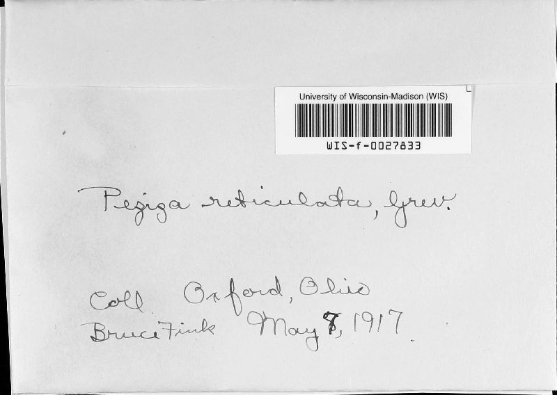 Peziza reticulata image