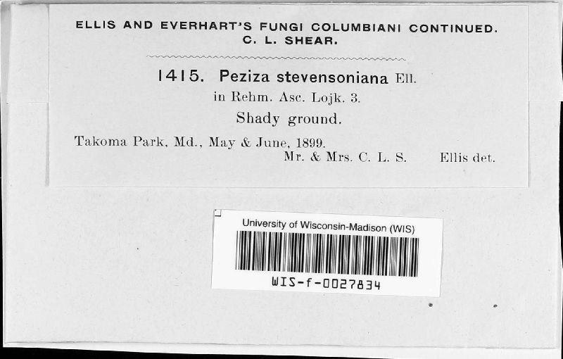 Peziza stevensoniana image