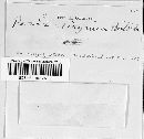 Lachnum virgineum image