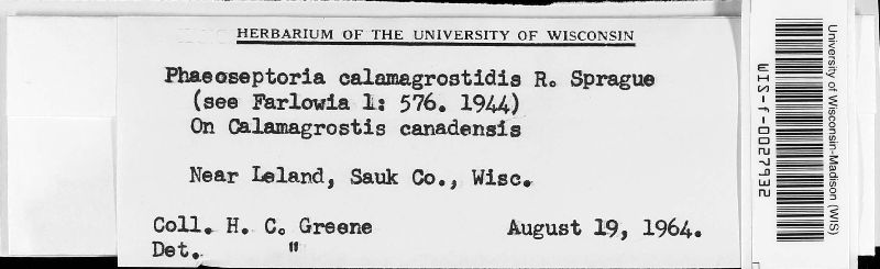 Phaeoseptoria calamagrostidis image