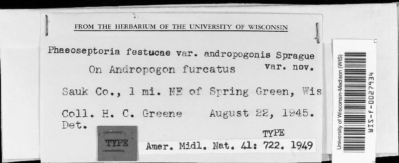 Phaeoseptoria festucae var. andropogonis image