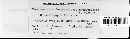 Phaeoseptoria festucae var. andropogonis image
