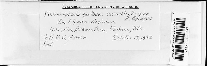 Phaeoseptoria festucae var. muhlenbergiae image