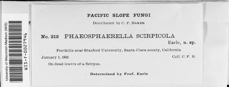Phaeosphaerella scirpicola image