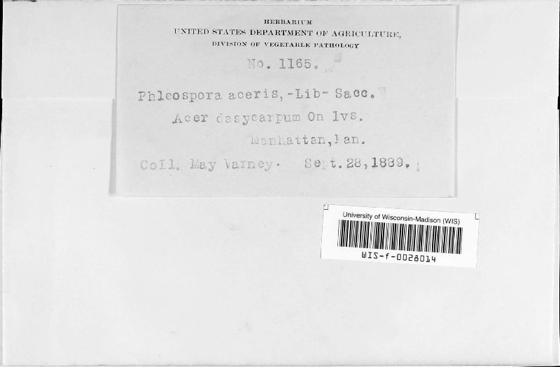Phleospora acerina image