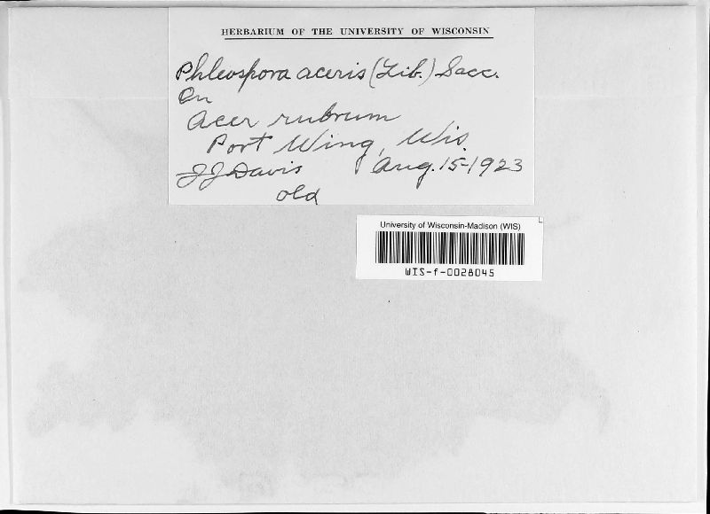 Phloeospora aceris image