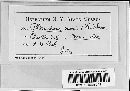 Phloeospora mori image