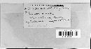 Phloeospora mori image