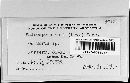 Phloeospora mori image