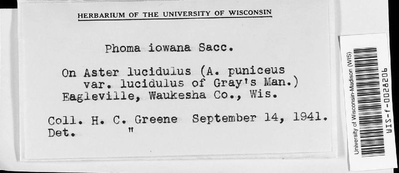 Phoma iowana image