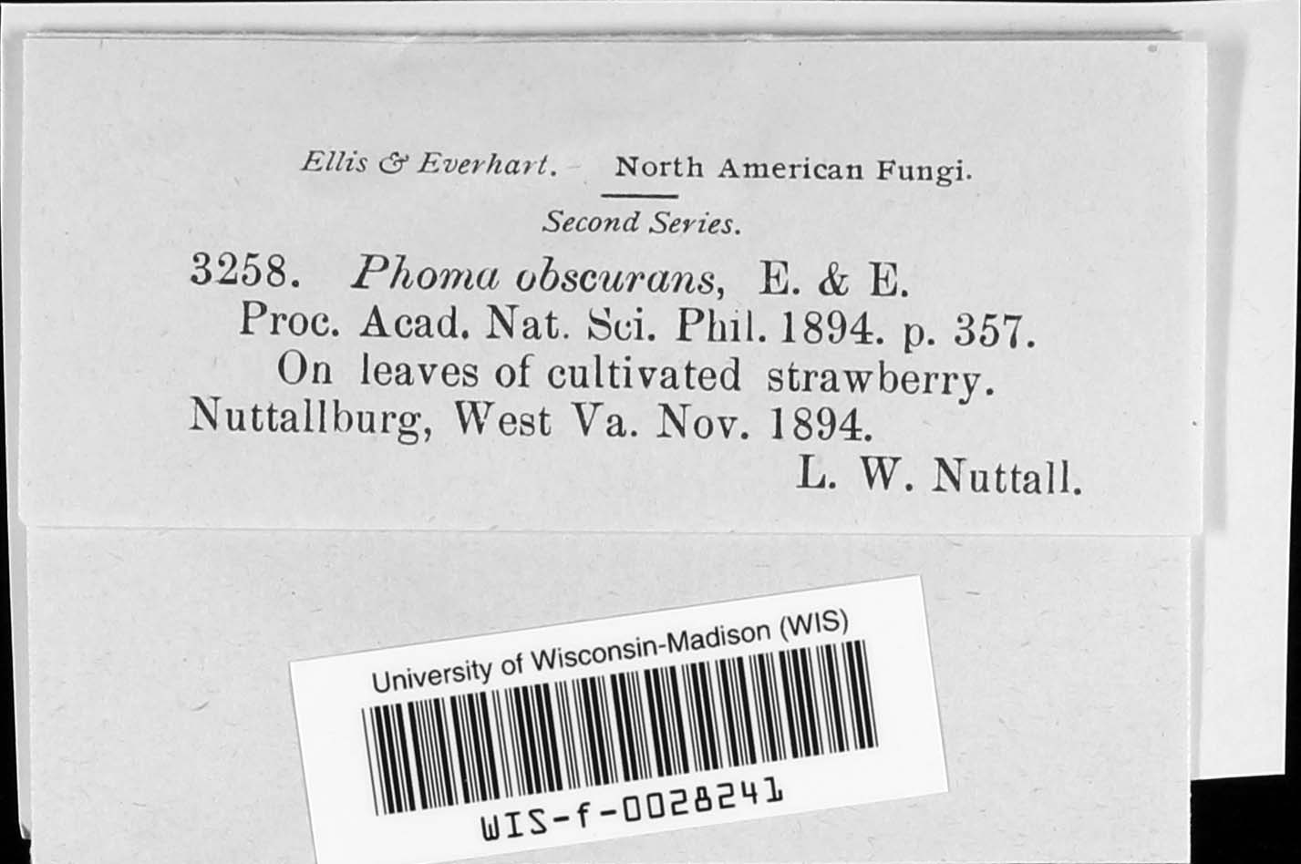 Phomopsis obscurans image