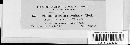 Phomatospora argyrostigma image
