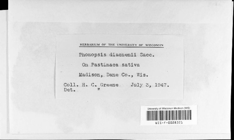 Phomopsis diachenii image