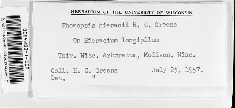 Phomopsis hieracii image