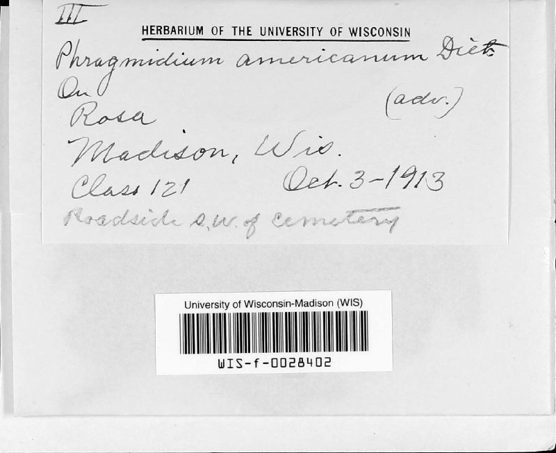 Phragmidium americanum image