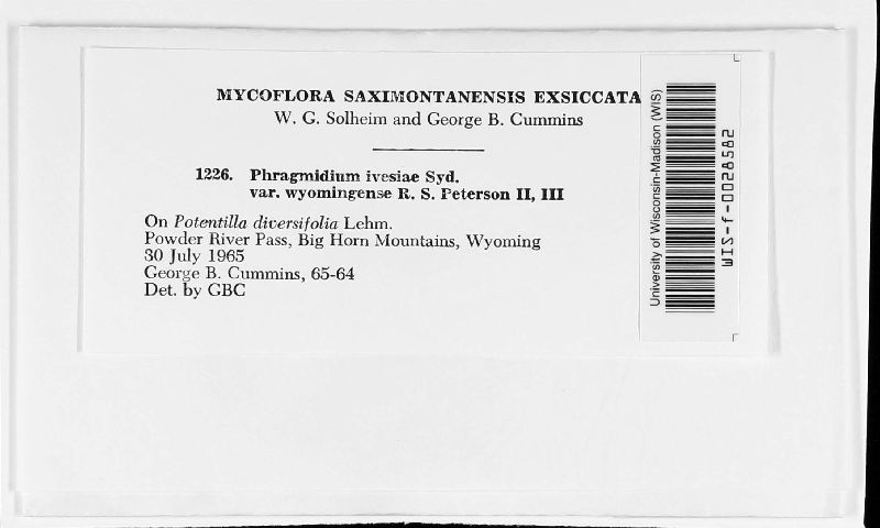 Phragmidium ivesiae subsp. wyomingense image