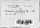 Phragmidium mucronatum image