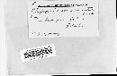 Phragmidium occidentale image