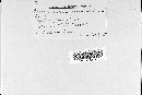 Phragmidium occidentale image