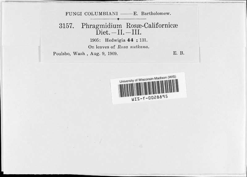 Phragmidium rosae-californicae image