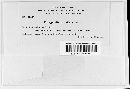 Phragmidium rubi-idaei image