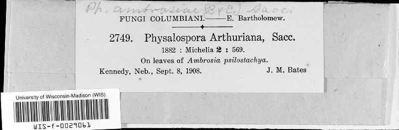 Phyllachora ambrosiae image