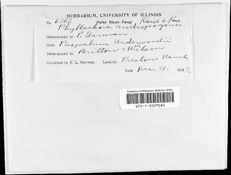 Phyllachora andropogi image