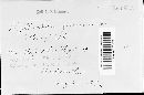 Phyllachora graminis var. graminis image