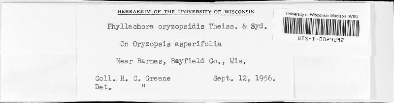 Phyllachora oryzopsidis image