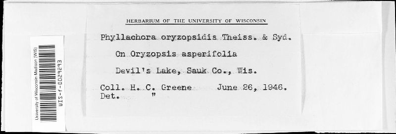 Phyllachora oryzopsidis image