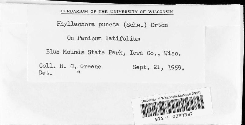 Phyllachora panici image