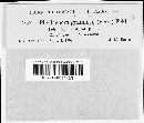 Phyllachora wilsoni image