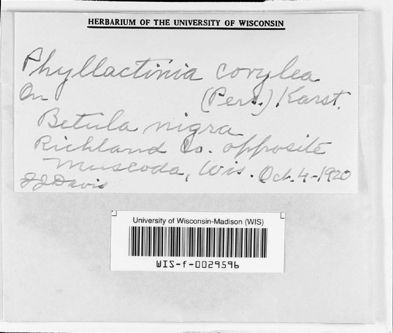 Phyllactinia guttata image