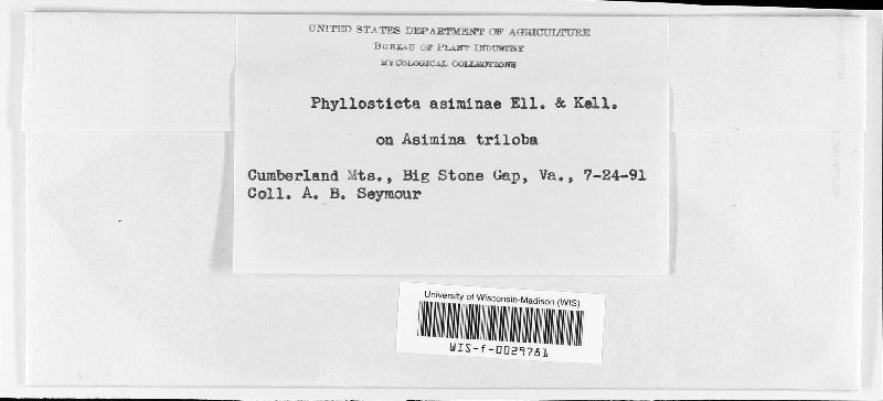 Phyllosticta asiminae image