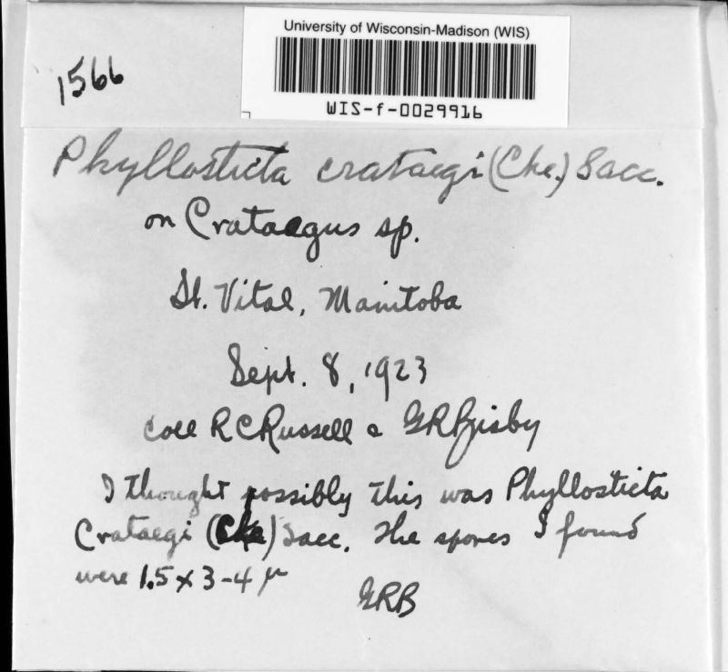 Phyllosticta crataegi image